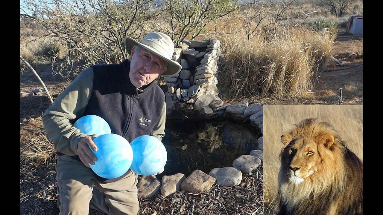 Keeping Deer Away with A Lion and Beach Balls?