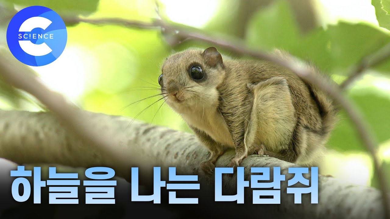 새끼 하늘다람쥐의 숲 속 생활과 비행 연습