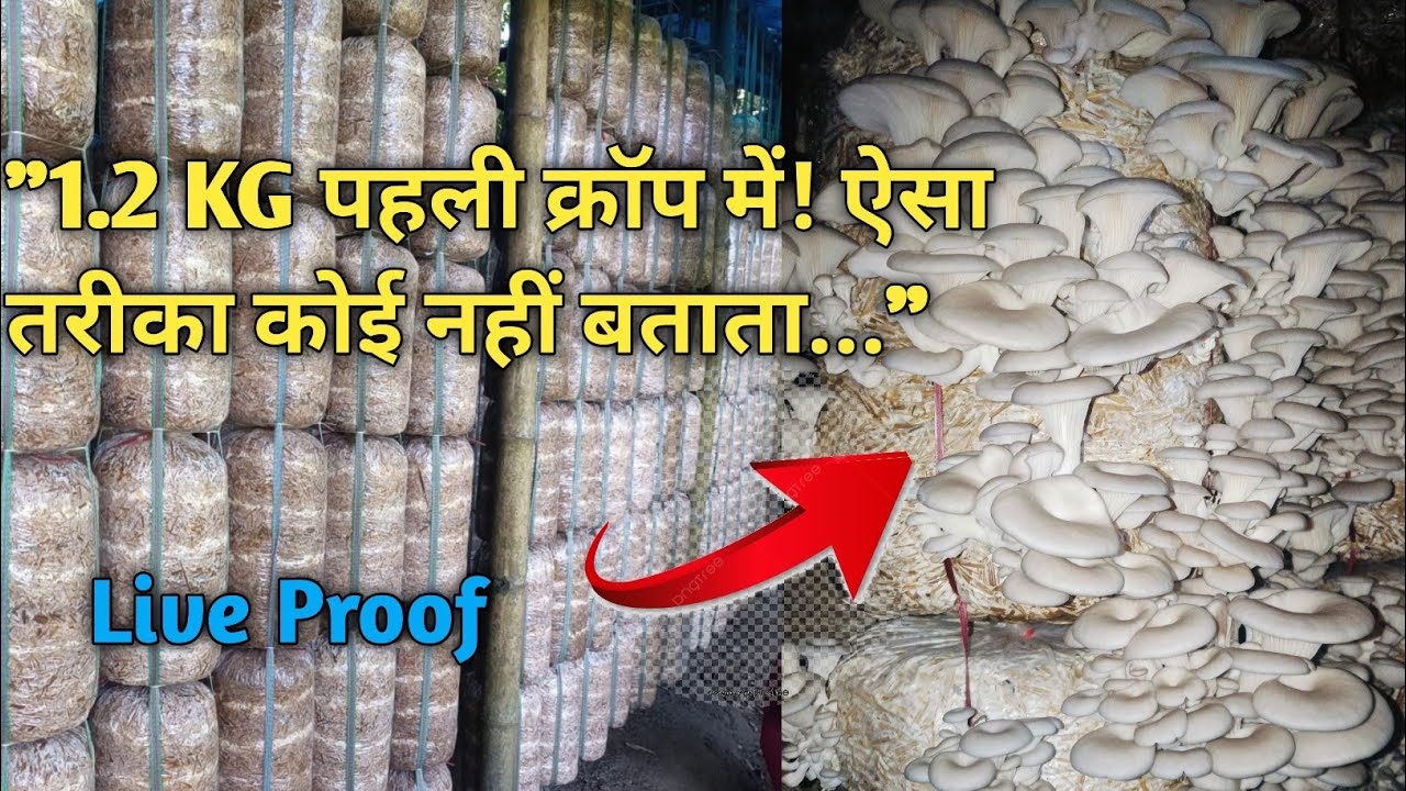 First crop oyster mushroom production |#shroomkraft | | mushroom farming | mushroom cultivation |