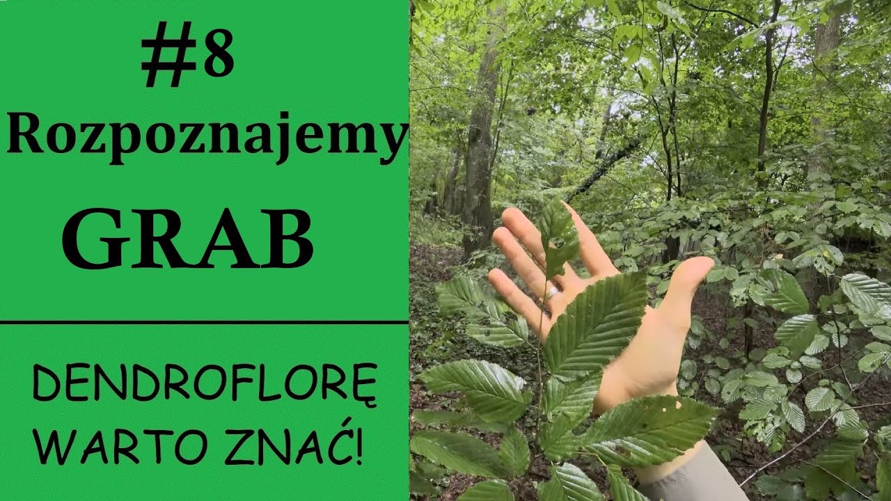 Rozpoznajemy GRAB