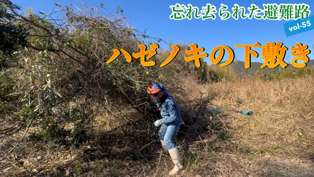 【避難路】【整備】vol-55  1人で第二回ハゼノキ伐採大会開催　【和歌山】