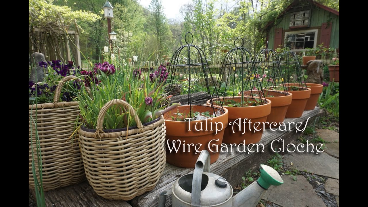 Aftercare of Tulips/ Special seeds and trays/ Plant Protection with Wire Cloche