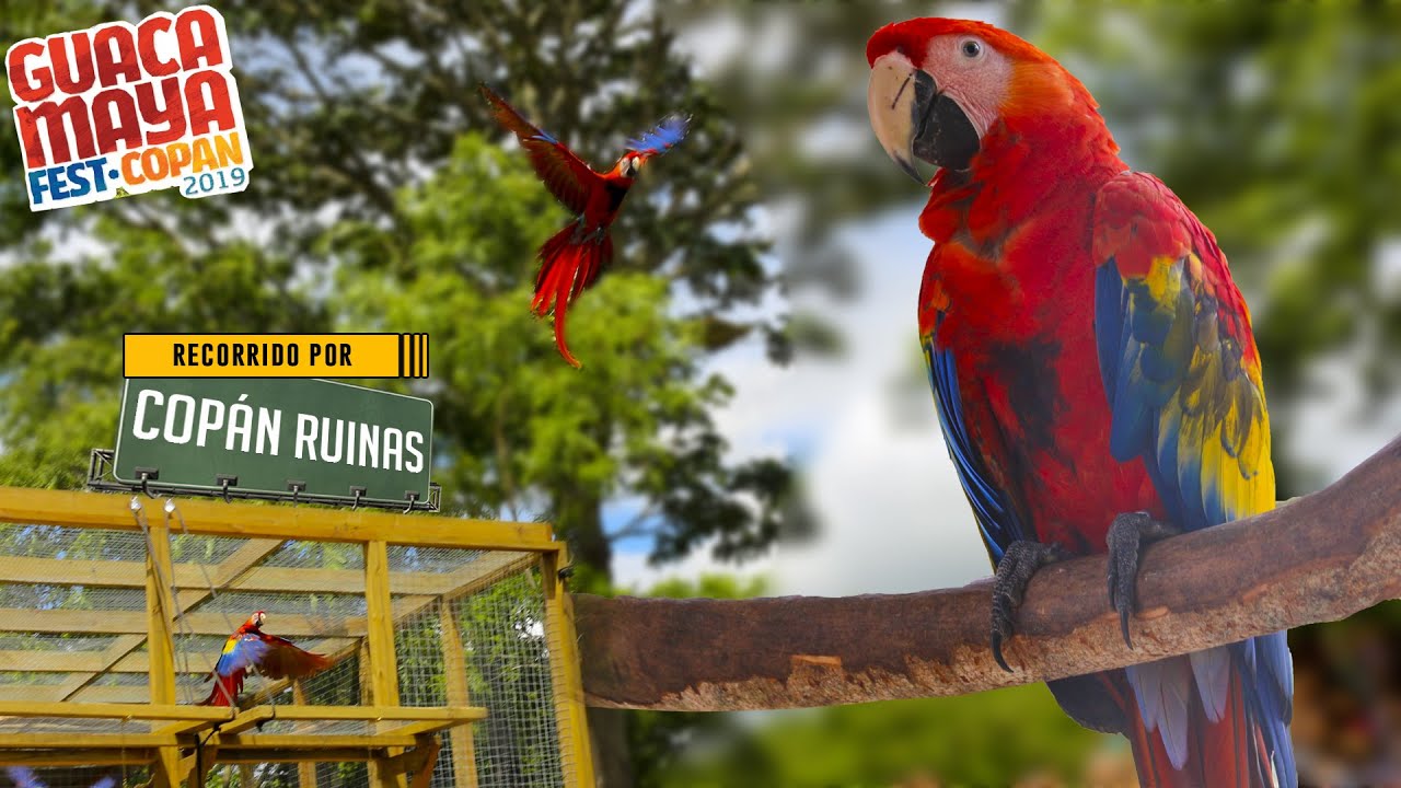 COPÁN RUINAS │CASCO URBANO │GUACAMAYA FEST