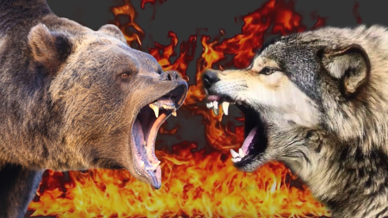 Serigala vs Beruang, Pemenangnya Adalah ...
