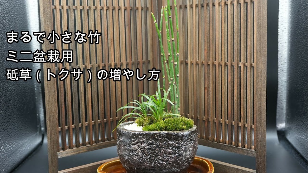 砥草（トクサ）をミニ盆栽に！？ミニ盆栽用の砥草を育ててみよう♪
