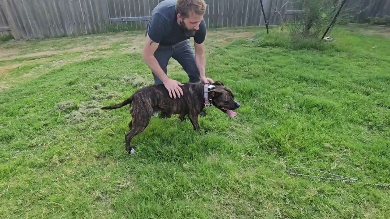 Prey Drive Training With a Pit Bull: Flirt Pole Session | Whimsy Stick