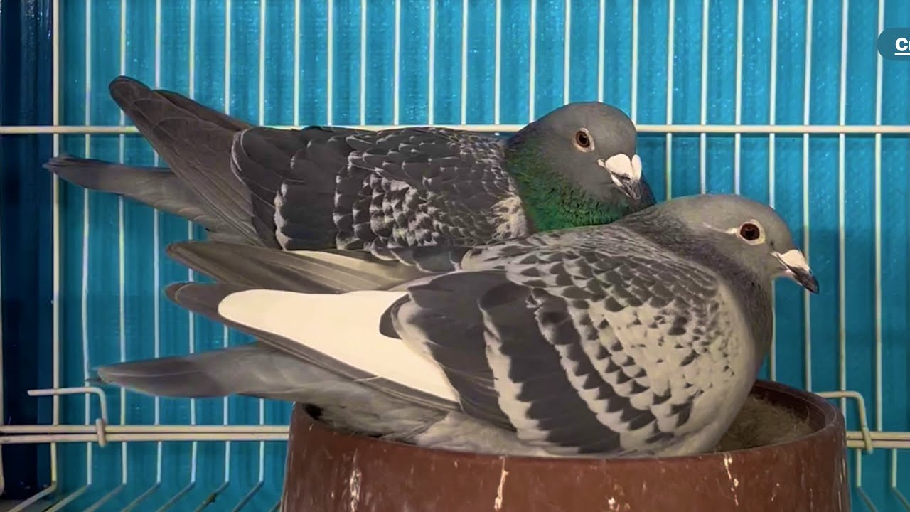 Racing pigeons Breeding loft tour and update