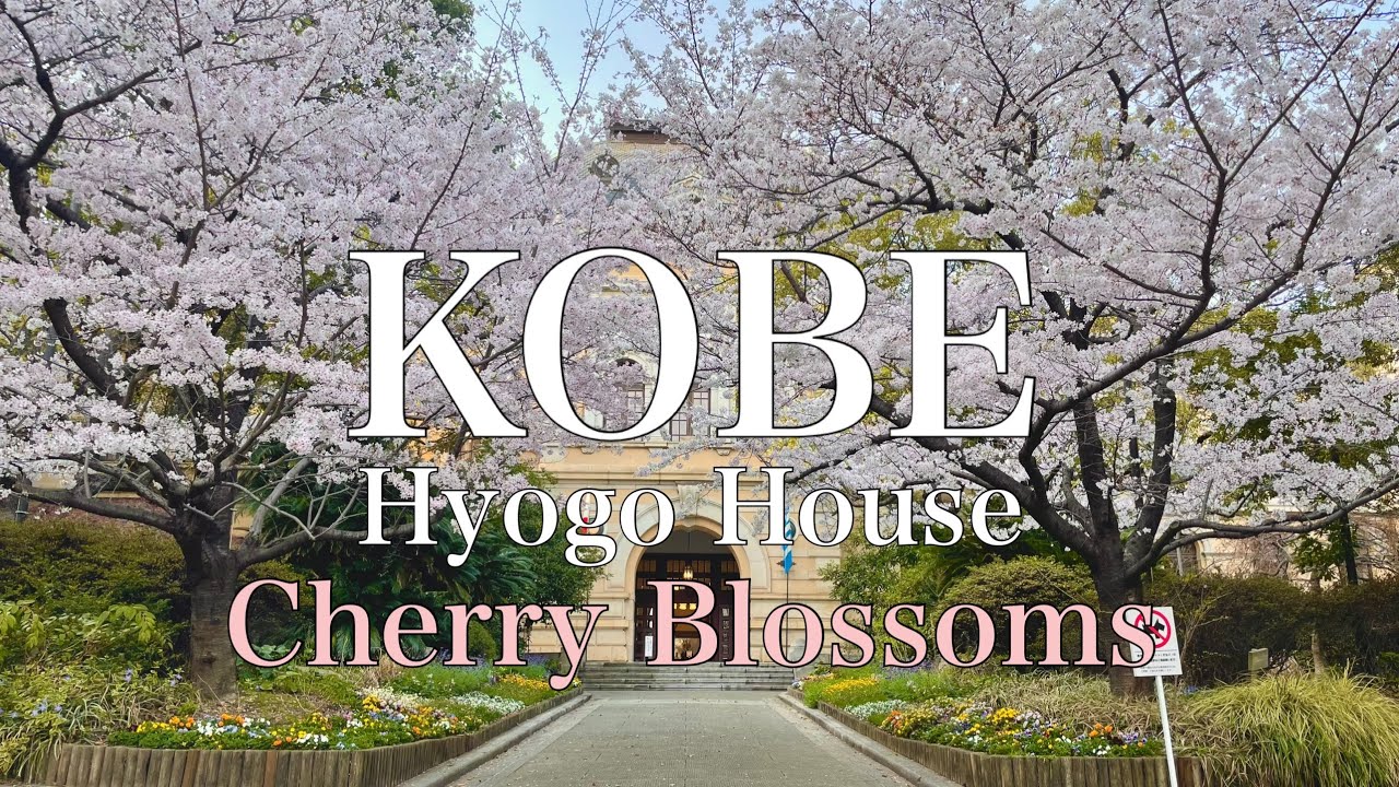 【桜の名所】神戸の桜🌸　兵庫県公館の桜を歩き撮り♪ Hyogo House Beautiful Cherry Blossoms