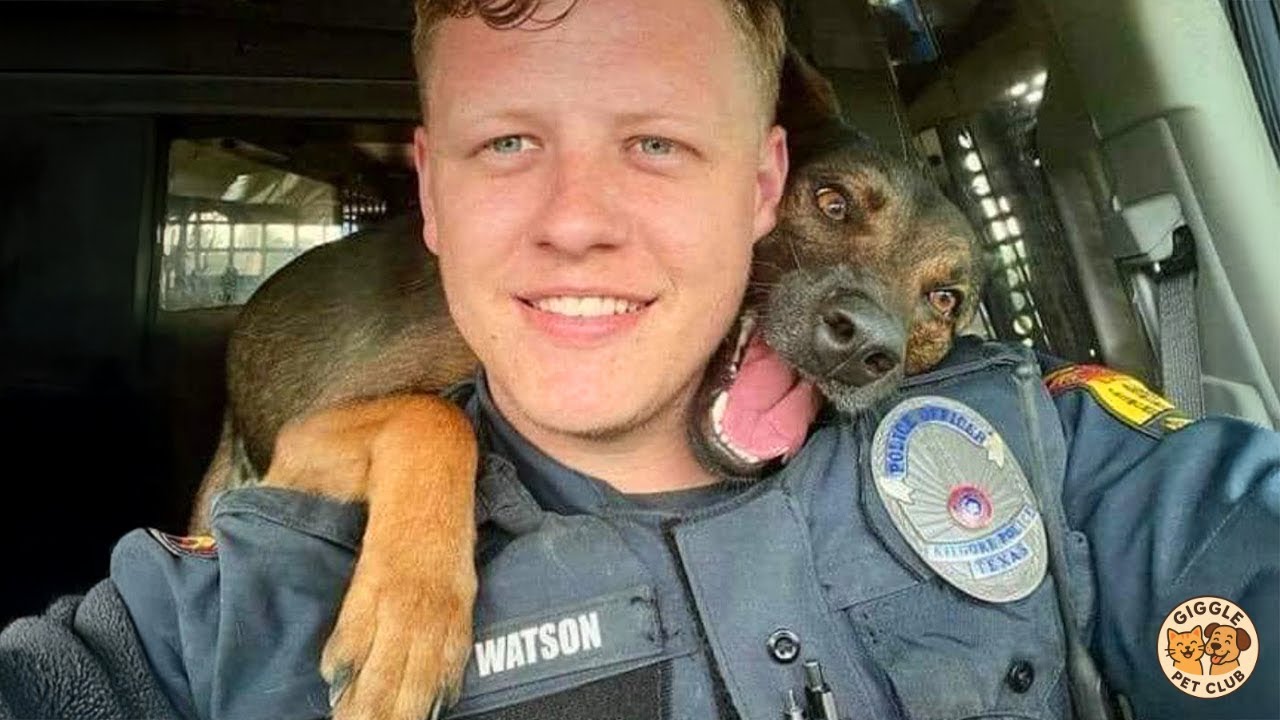 🐕👮‍♂️Police Dogs THINK They're Comedians 🐶😂 Funny Dog Videos