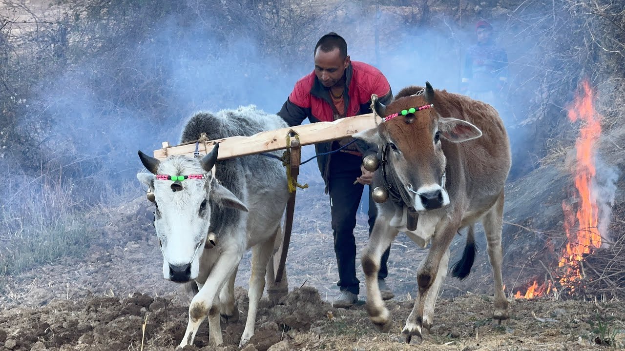 पहाड़ी हालियाओं की कुछ झलकियाँ । 
