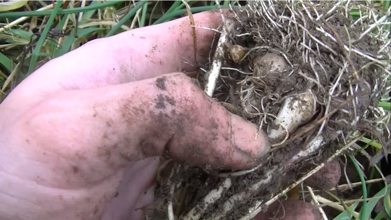 How to Harvest Wild Onions