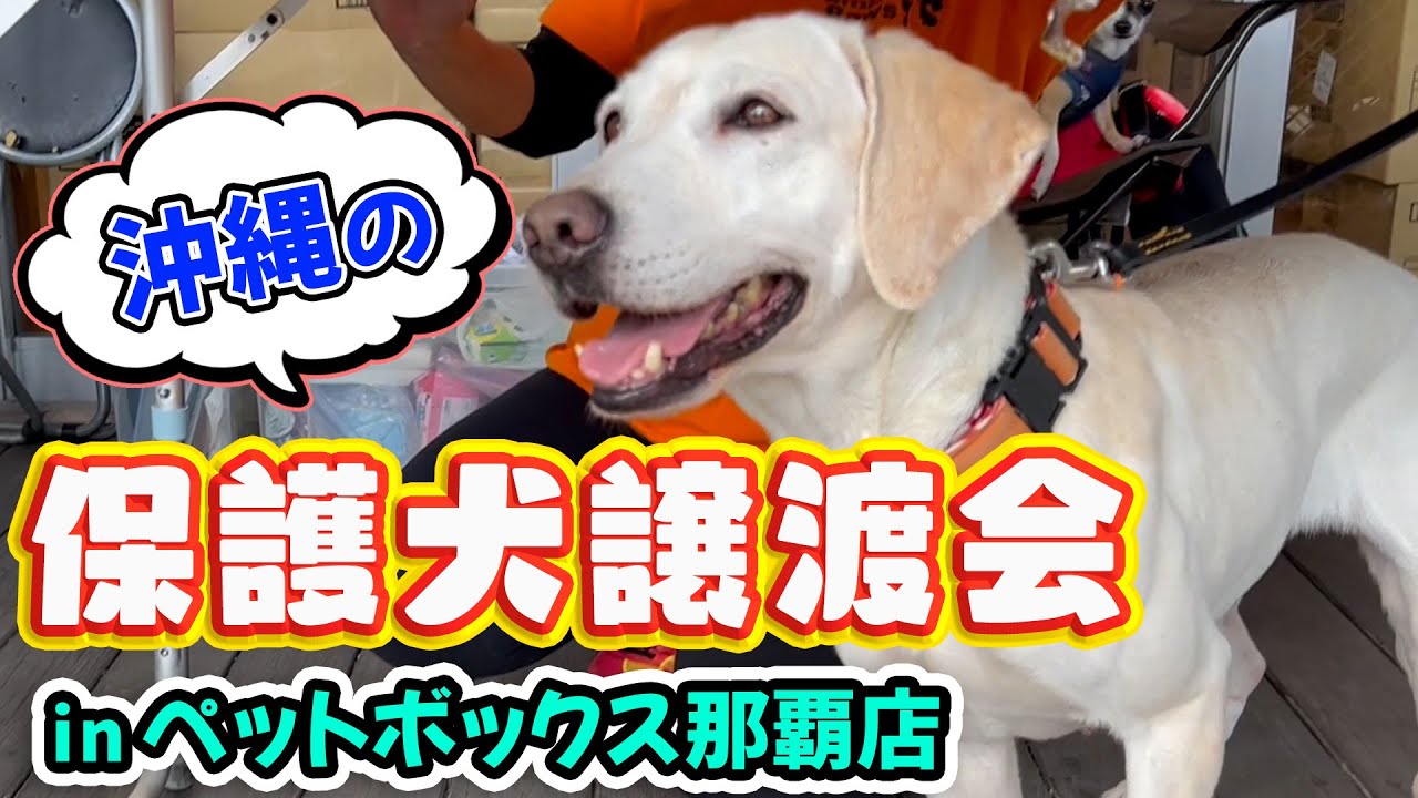 行き場のなかったワンコ達の新しい居場所。保護犬譲渡会が那覇で行われました。【沖縄】【スマイルパウズ】【ペットボックス那覇店】