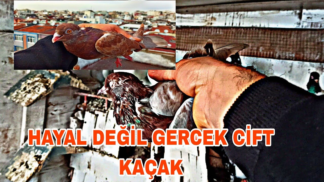 SİZ HAYAL DEYİN BEN GERÇEKLESTİREYİM ÇİFT KAÇAK TALİH KUŞLARİ