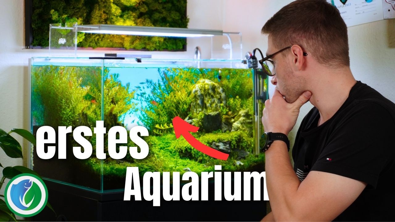 Aquarium kaufen: in 4 Schritten zum PERFEKTEN Aquarien-Setup