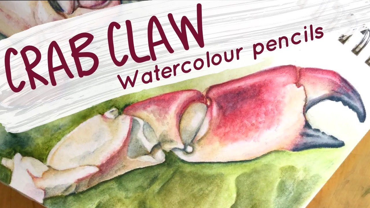 Drawing a crab pincer with Derwent Watercolour pencils