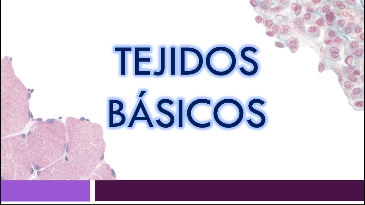TEJIDOS B&Aacute;SICOS: Epitelial, Conjuntivo, Muscular y Nervioso | Clasificaci&oacute;n y Funciones