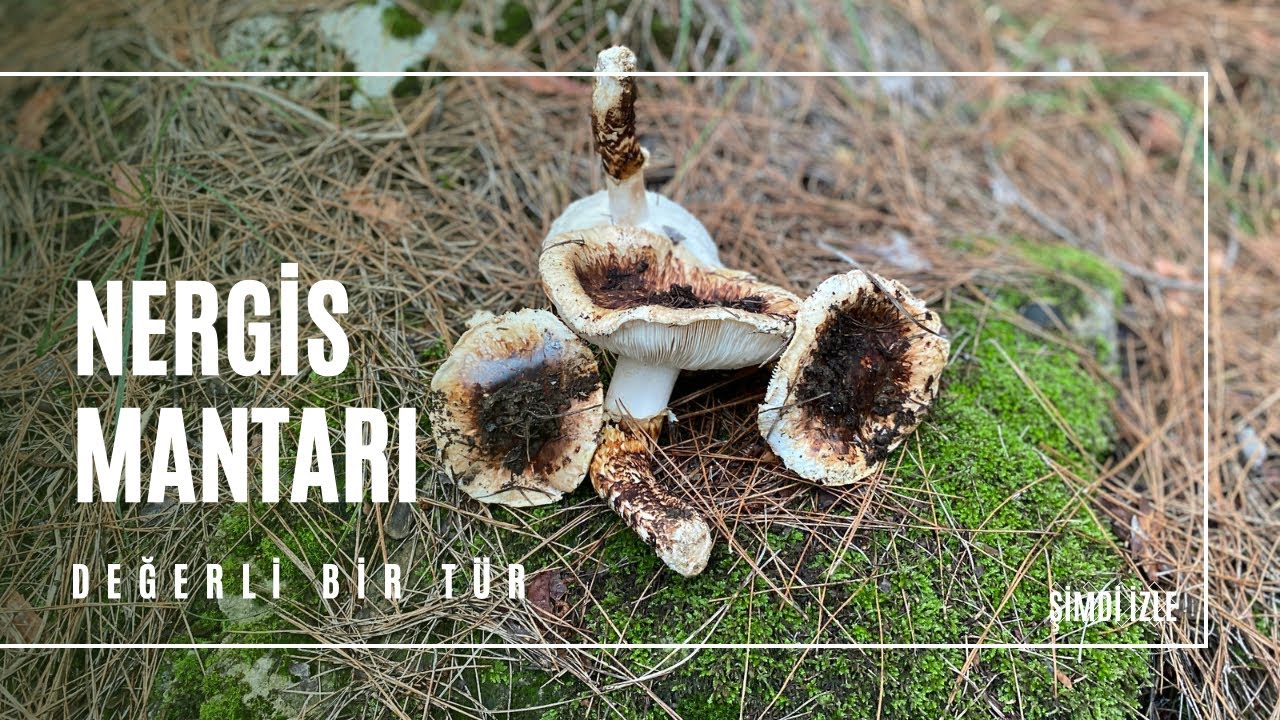 Çok Değerli Bir Mantar -Nergis Mantarı / Tricholoma caligatum