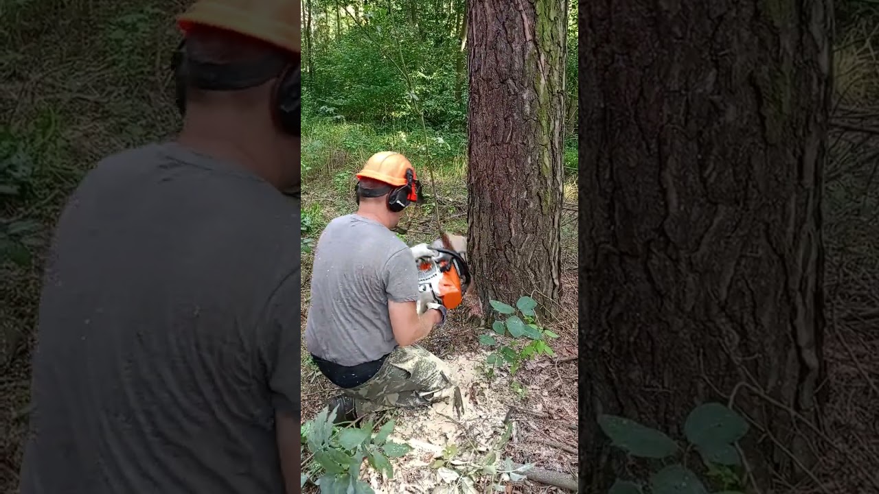 Wycinka sosny Stihl ms 462
