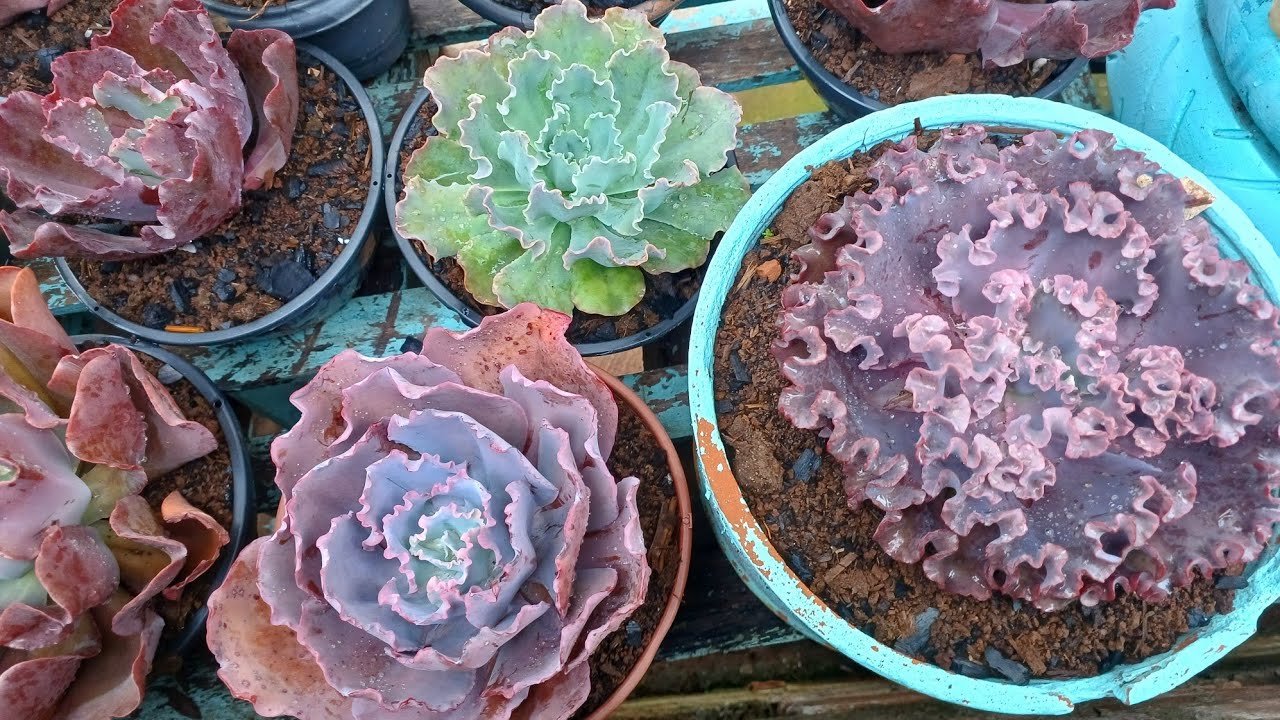 Vamos replantar gibifrora 