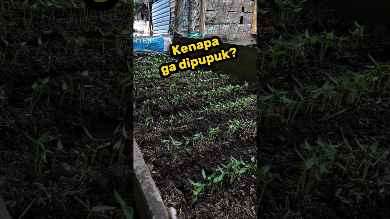 Bibit cabe sekecil ini perlu dipupuk? 