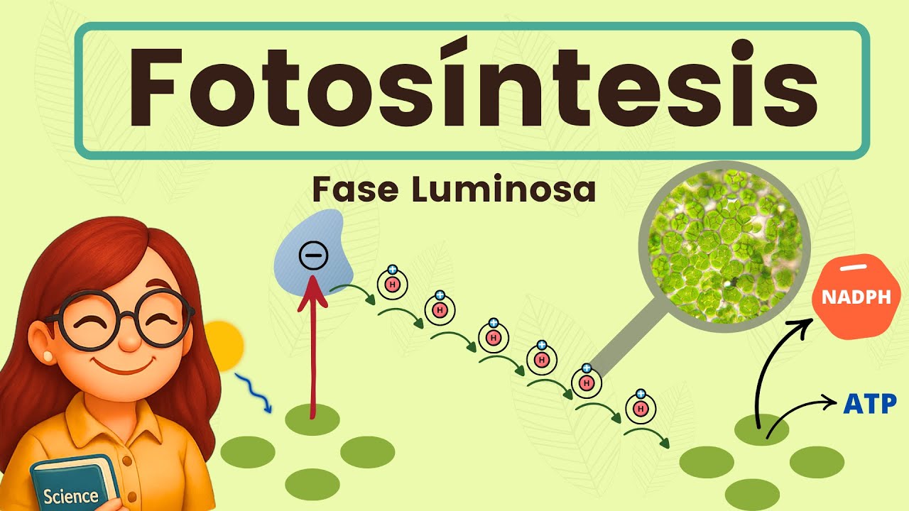 Fotosíntesis - Fase Luminosa 🌱☀️