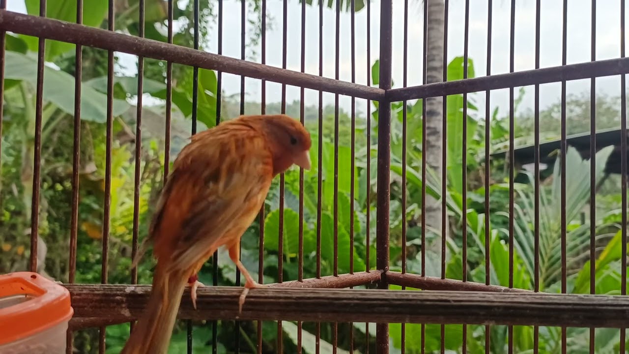 Burung pembuka pintu Rezeki 1