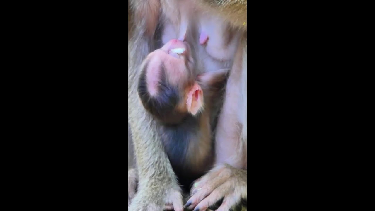 Adorable Baby Primate Live Stream