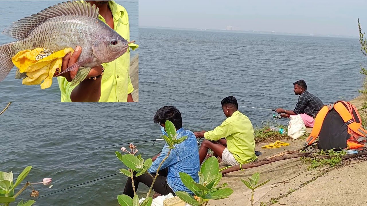 💥தரமான பெரிய சைஸ் ஜிலேபி மீன்கள் | Big Tilapia Fishing video | #fishing