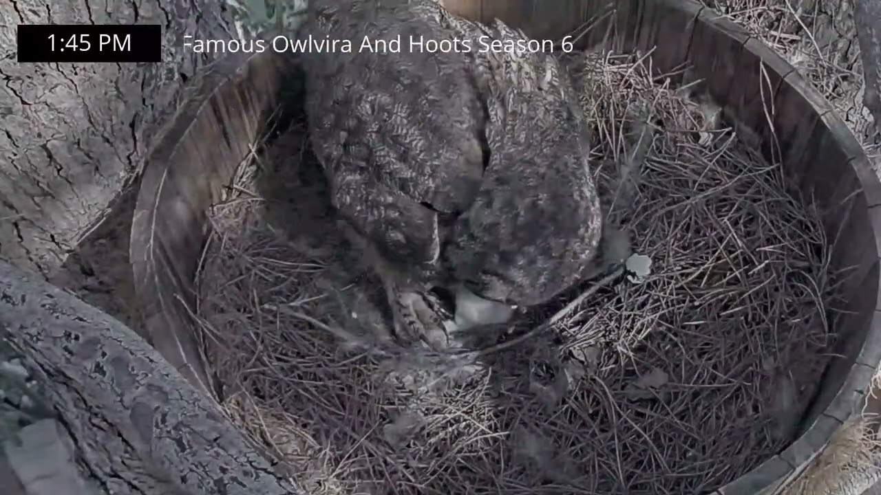 1-30-26 First peak at the Owlet #1