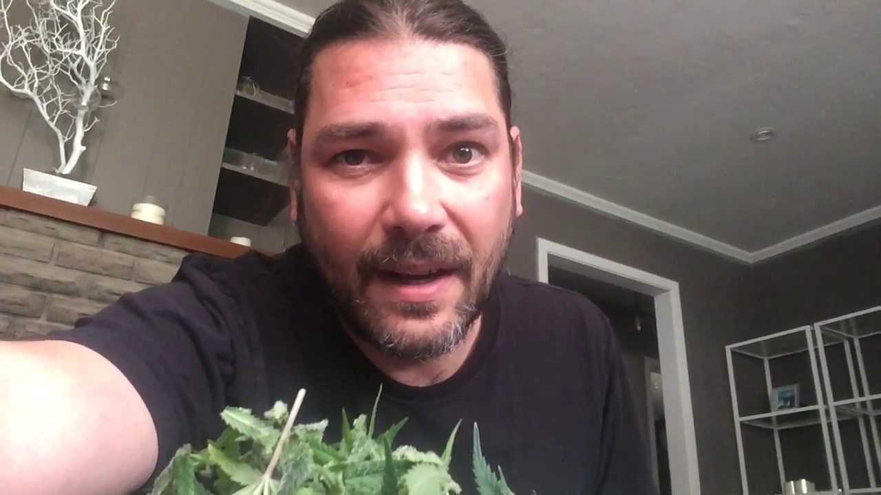 Clones Transplanted, Flowers Harvested, CMH and LED, Chocolate Mint OG: Garden Update 5