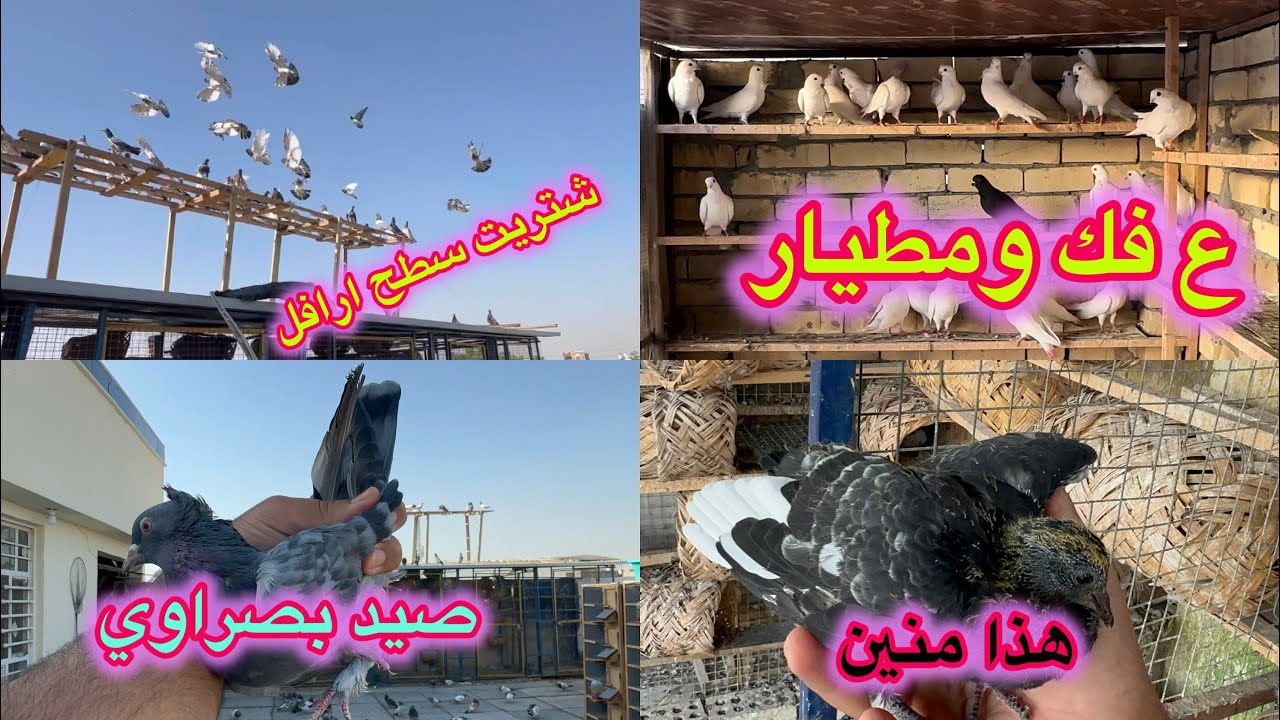 شتريت سطح ارافل ع مطيار😻صيد بصراوي😬انتاج هندي مدري منين😜😜😜