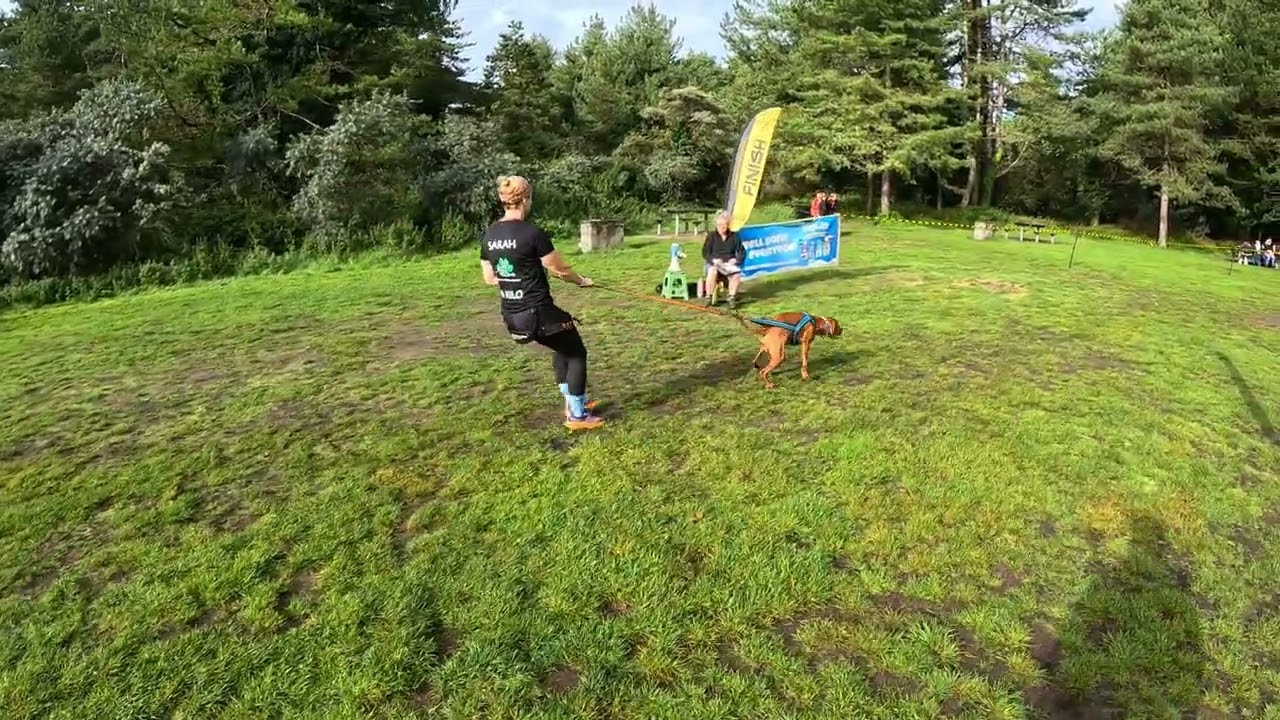 Cani X Pembrey 5km with Kilo the Hungarian Vizsla