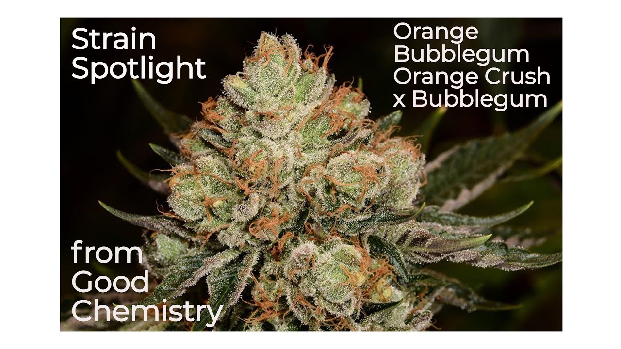 Orange Bubblegum - Strain Spotlight