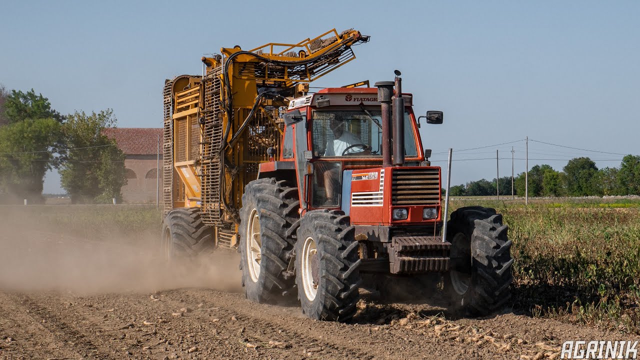 Raccolta Barbabietole all'Italiana 🇮🇹 | Fiatagri 180-90 & New Holland M135  | Checchinato