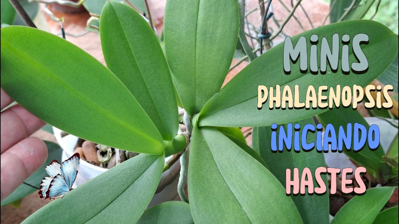 Minis Phalaenopsis Iniciando Hastes!💕💕