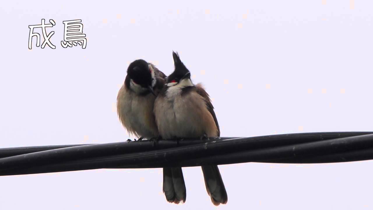 紅耳鵯 Red whiskered Bulbul