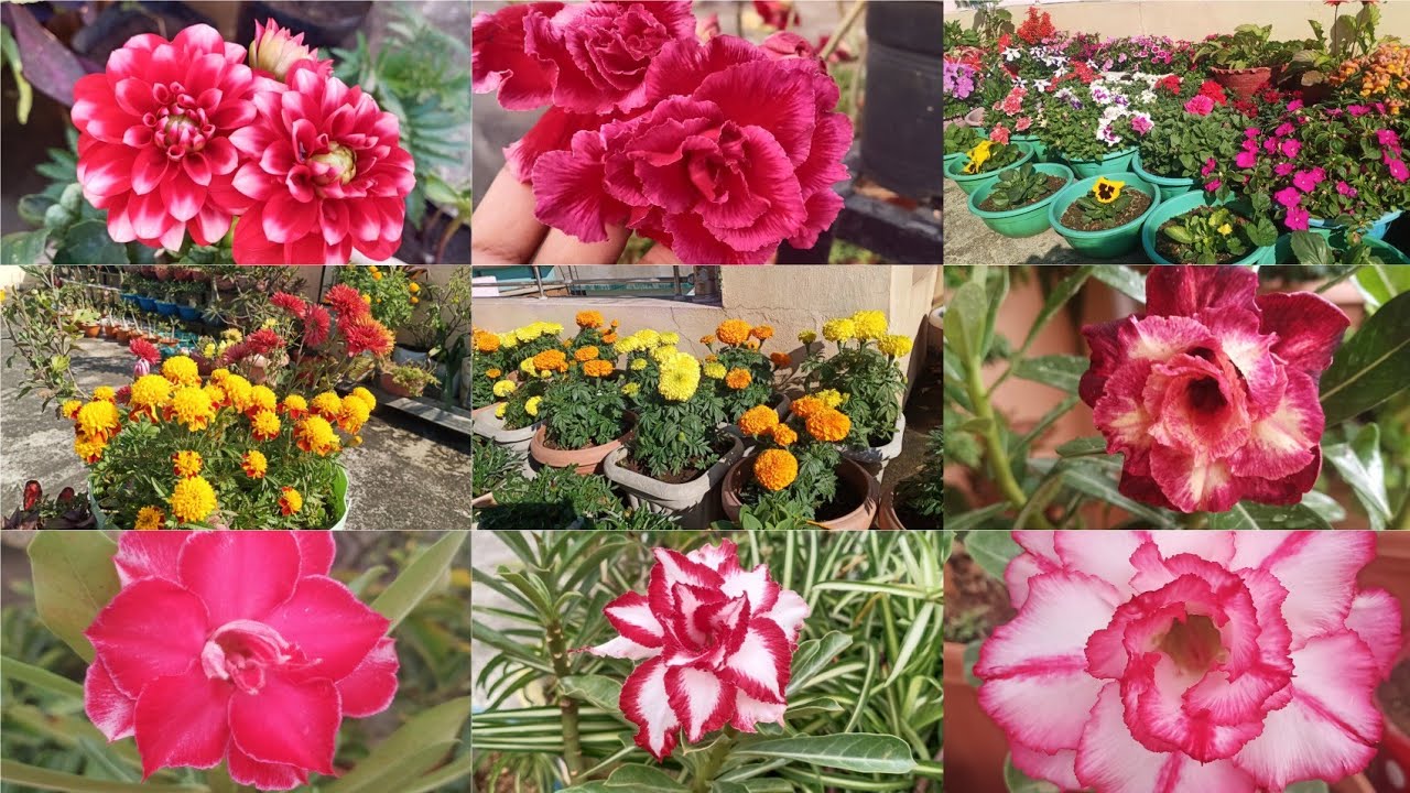 // Sunday Update Terrace Garden Overview //