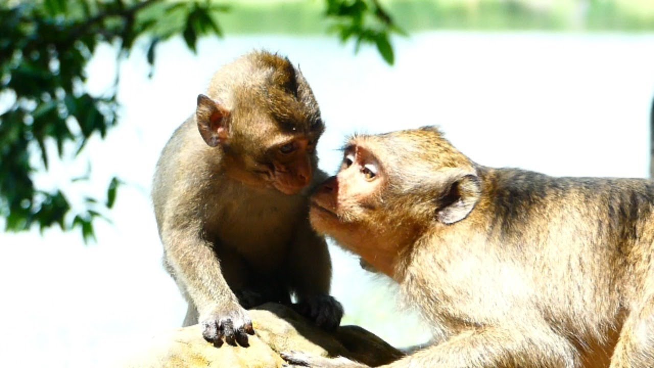 Wow monkey Patty really Love baby Monkey Lucas very much !