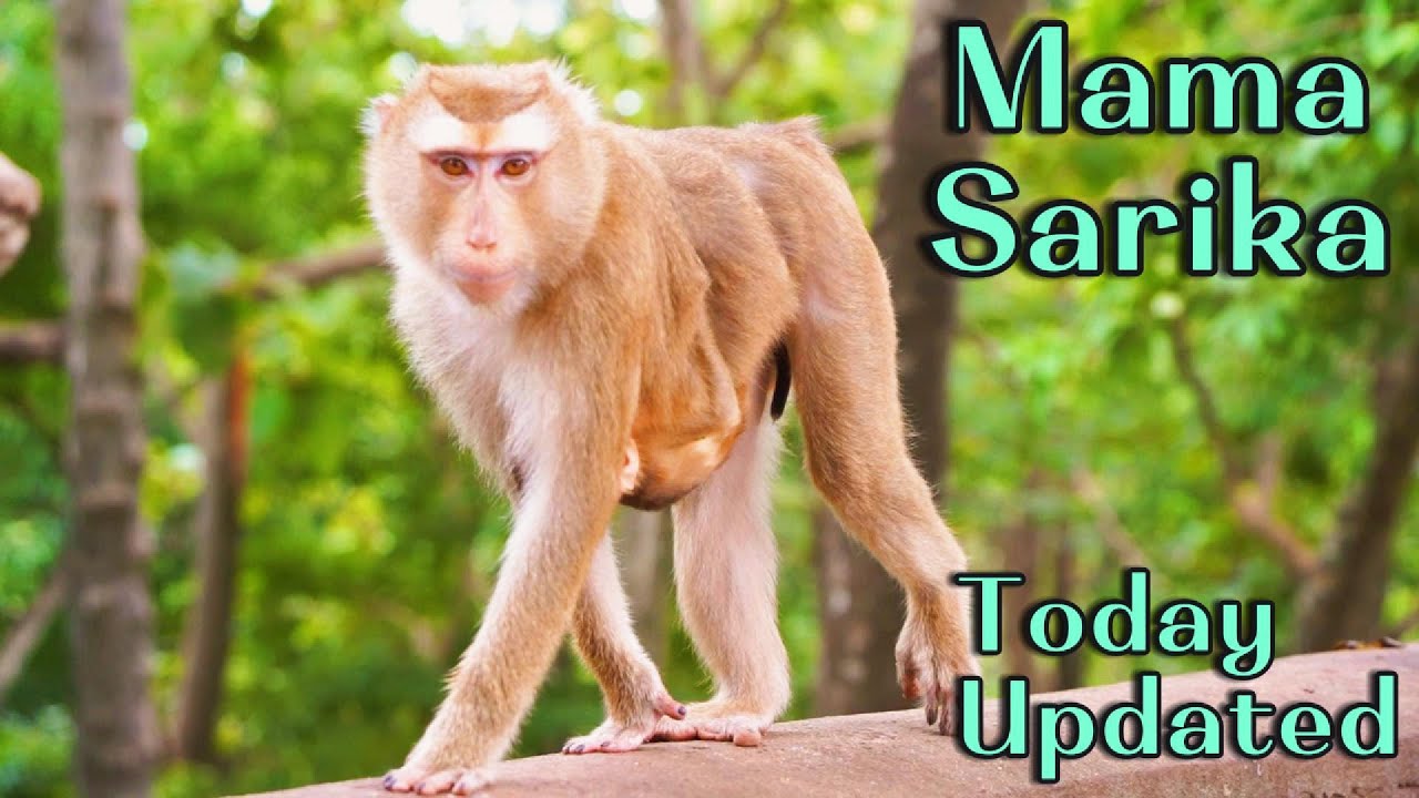 Update on Mama Sarika & Mama Julla Families  Both Monkey Troops Healthy and Happy