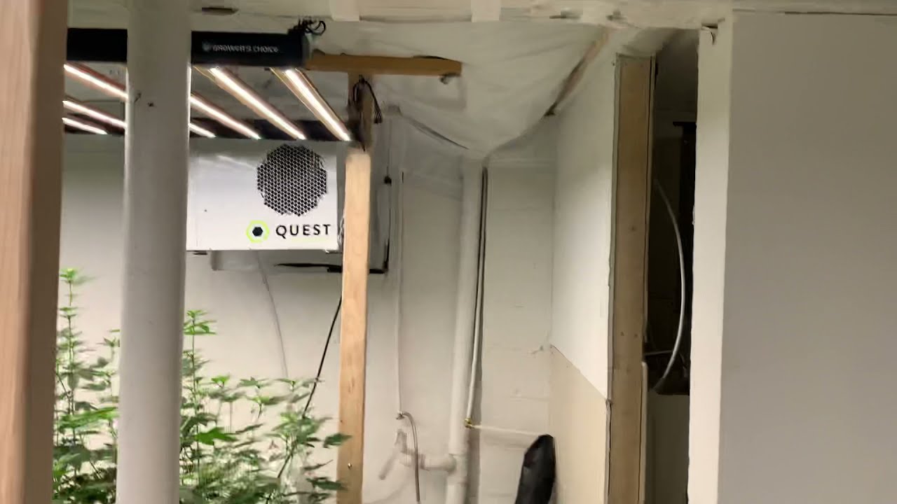 Day 14 of Flower - Growers choice LED with floraflex nutrients