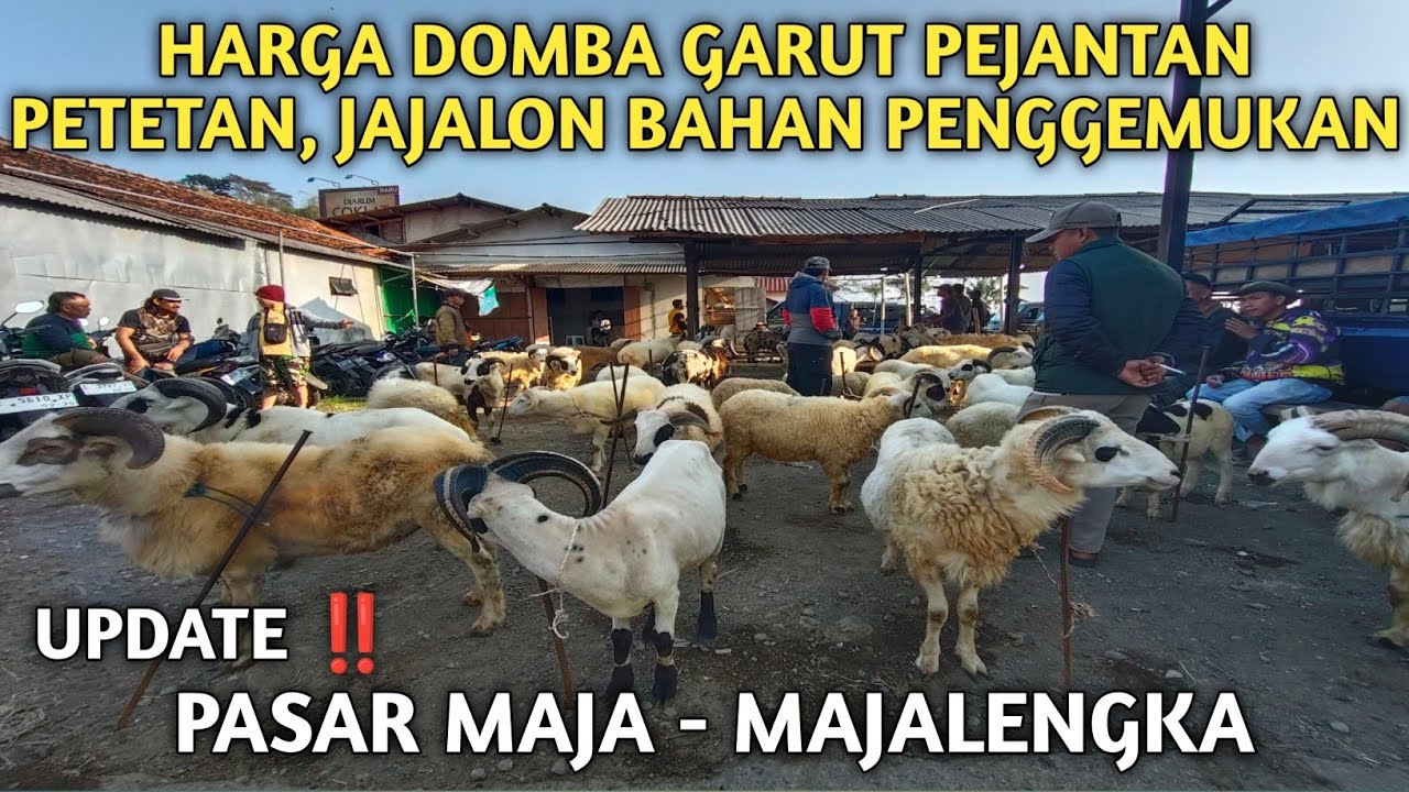 UPDATE ‼️HARGA DOMBA GARUT PETET, JAJALON  BAHAN PENGGEMUKAN PASAR MAJA-MAJALENGKA