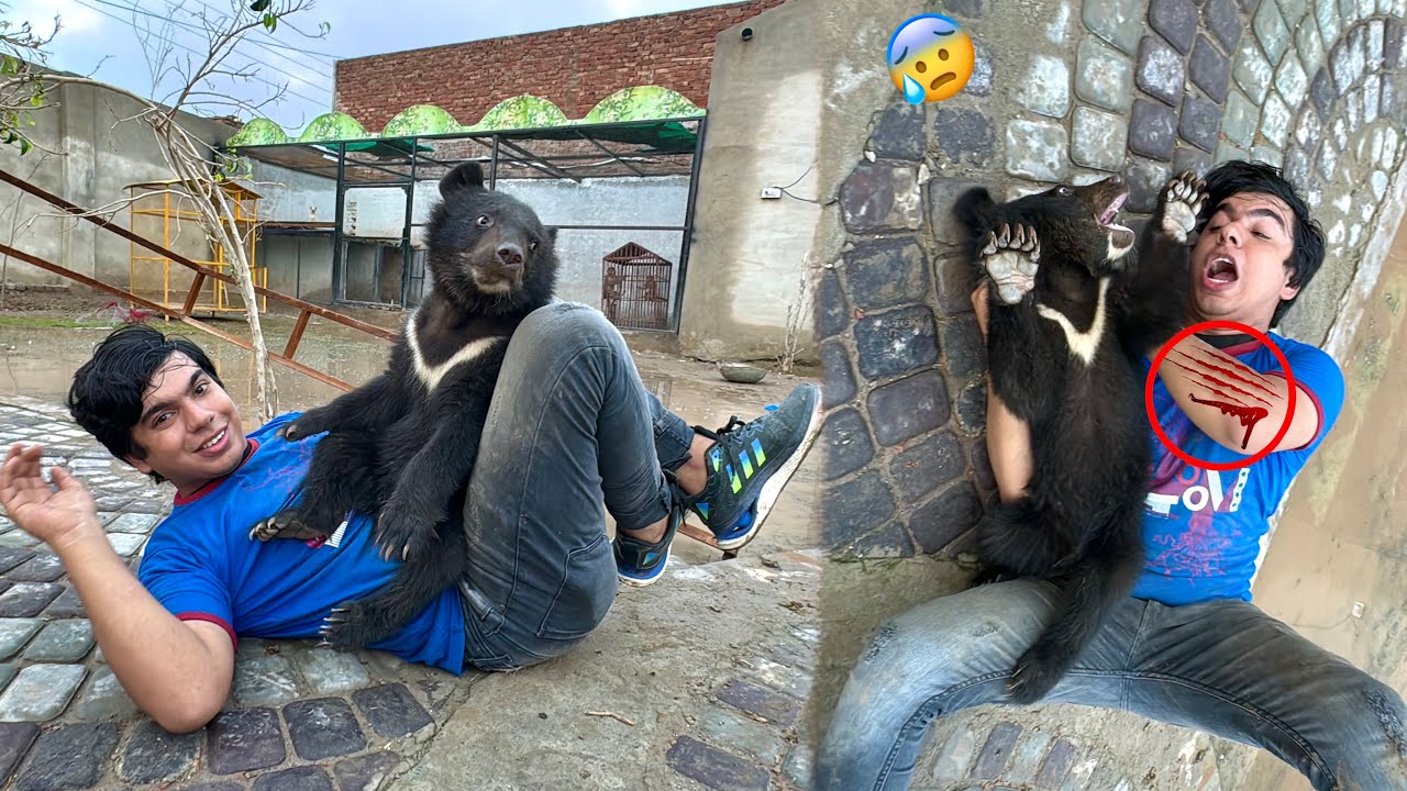 Big Zoo Me Bear Baby Agea 😍 Waleed Pr Attack Kr Dea 😰