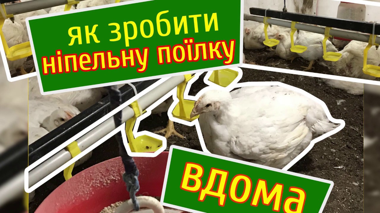 Як зробити ніпельну поїлку для бройлера своїми руками. Нюанси установки.
