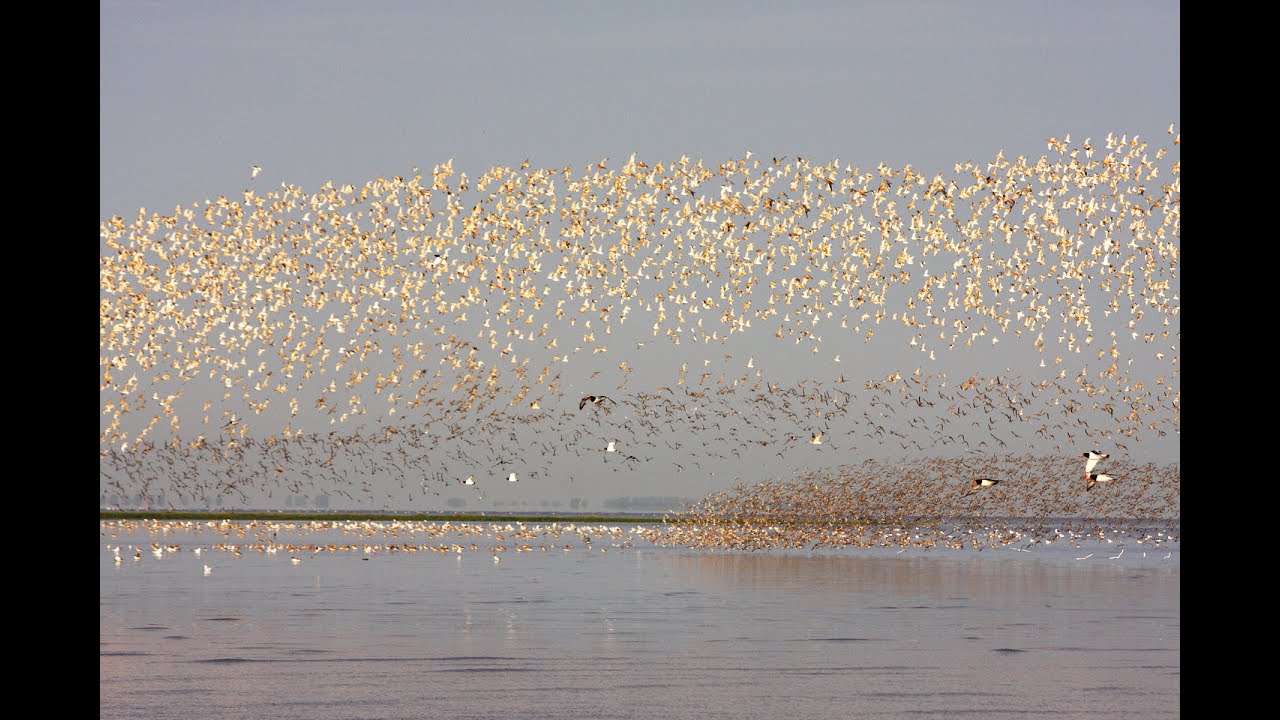 Knots Spectacular - Thousands Flocking at Snettisham RSPB reserve, UK