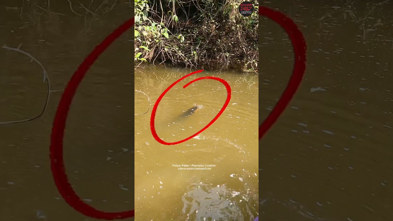 A PIOR COISA QUE EU PODERIA TER VISTO NA ENTRADA DO IGARAP&Eacute;😱