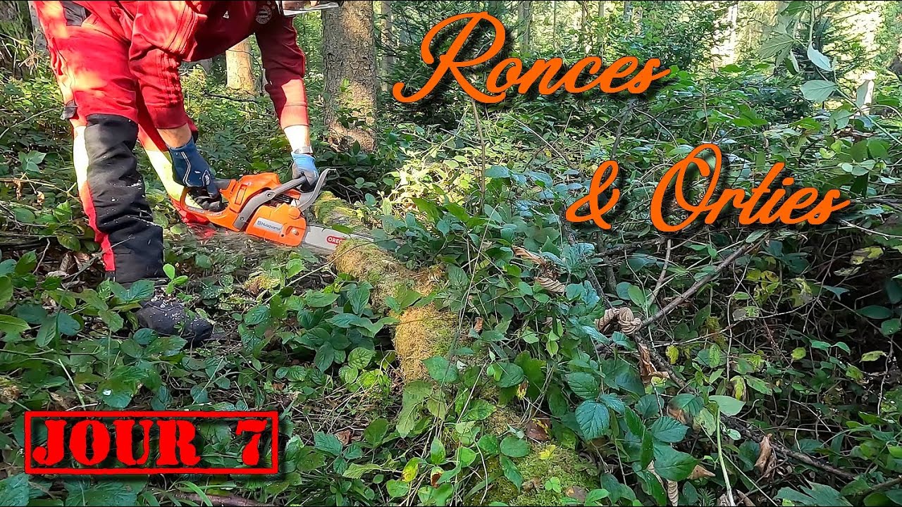 [EN MODE BUCHERON]  J'ATTAQUE UN NOUVEAU COIN 🌳🪓🪵🪚🌲ronces & orties...