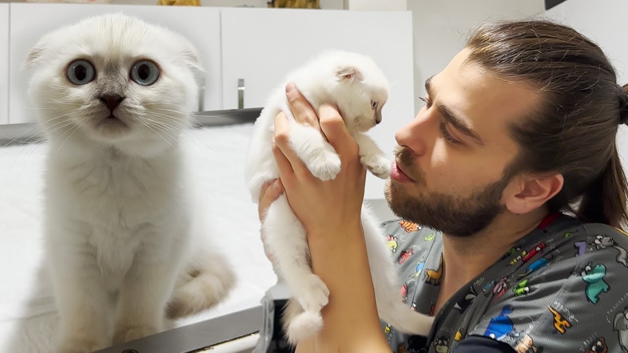Самый красивый котенок! (Первый визит к ветеринару)