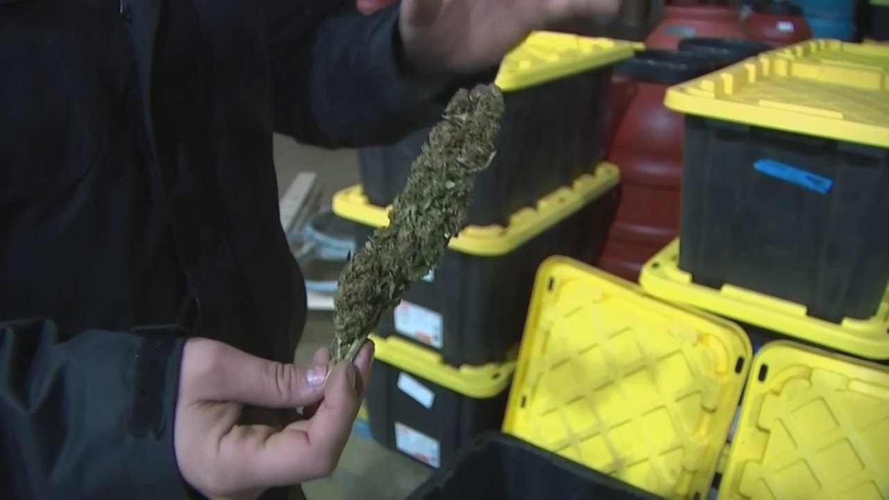 Hemp-drying warehouse shut down by city after odor complaints, permit violations