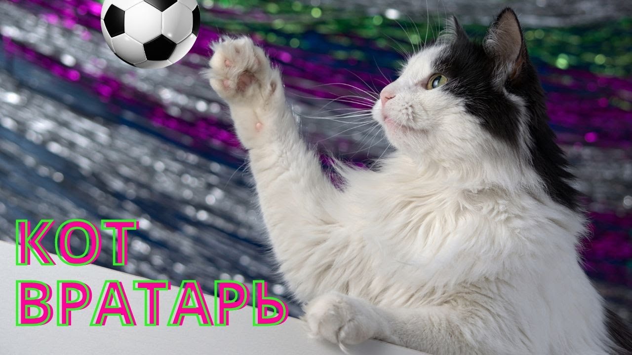 Cat's animaltraining    🐱    Дрессировка кошек #cat #catvideos #animaltraining