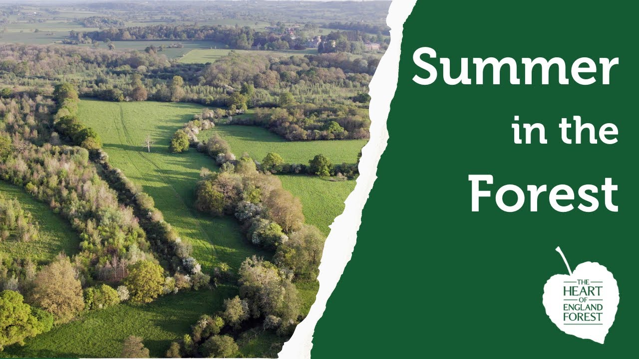 A Summer Tour of the Forest